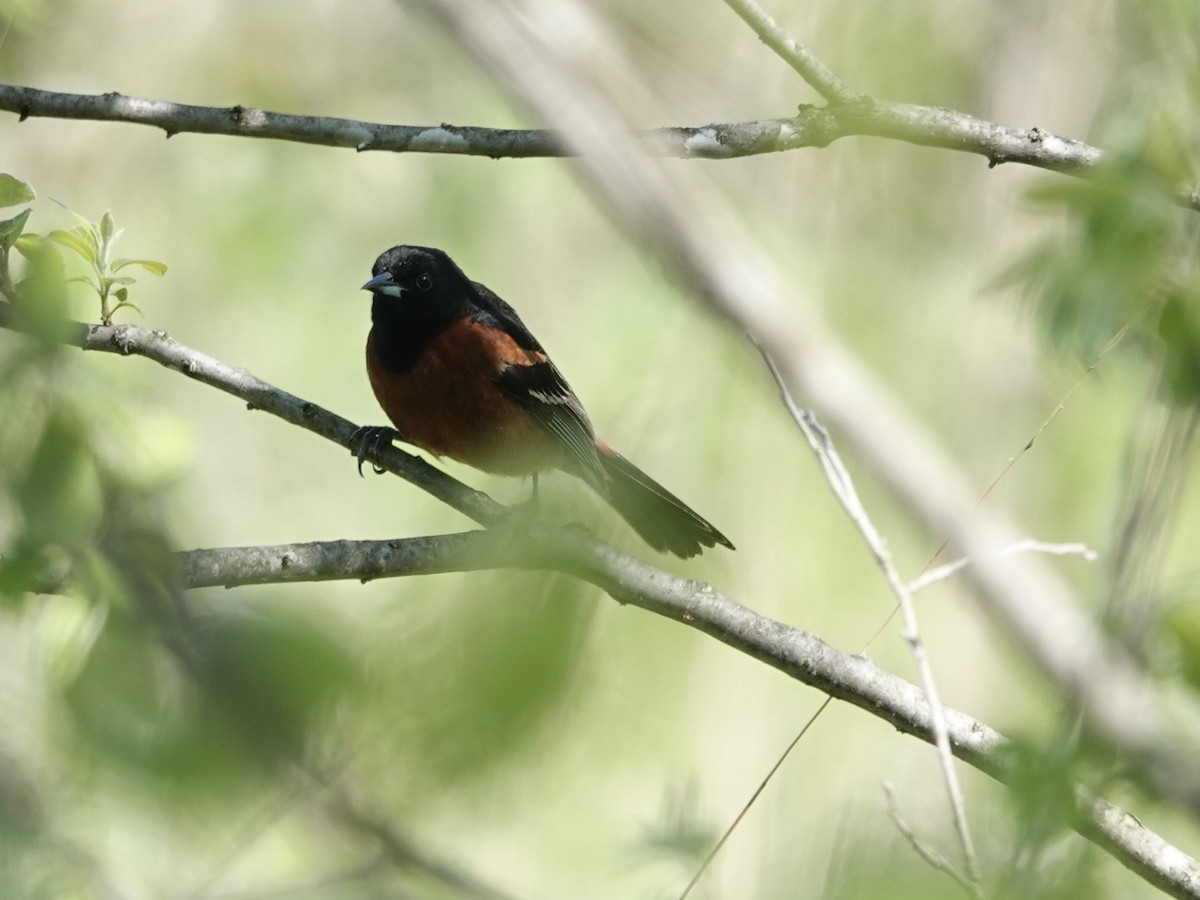 Orchard Oriole - ML618793396