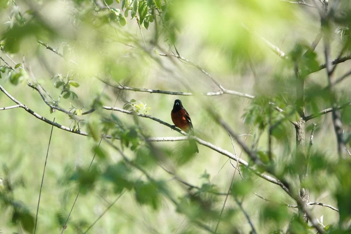 Orchard Oriole - ML618793397