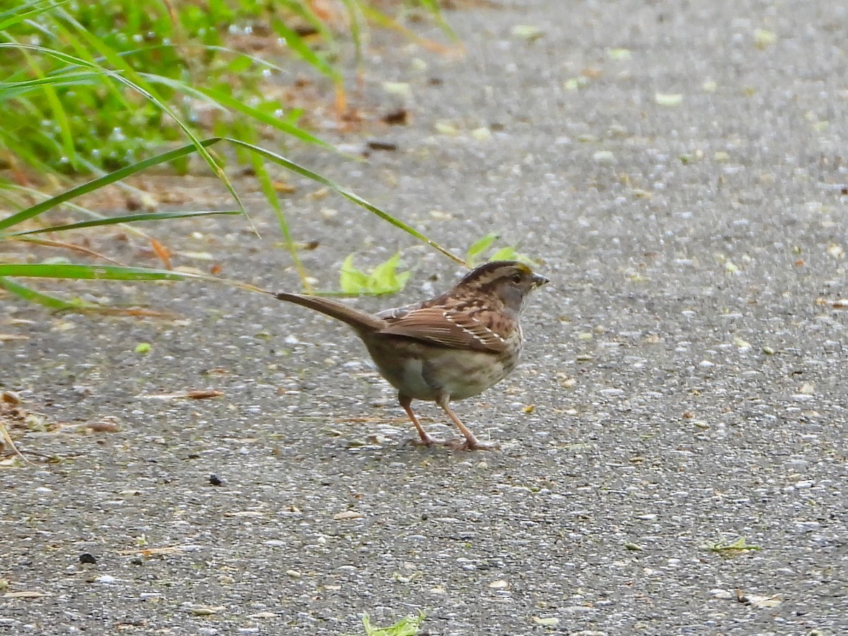 White-throated Sparrow - Gordon Payne