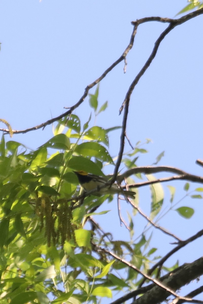 Black-throated Green Warbler - ML618793419