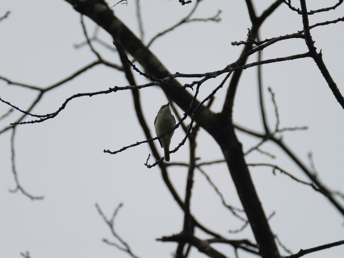 Eastern Crowned Warbler - ML618793445