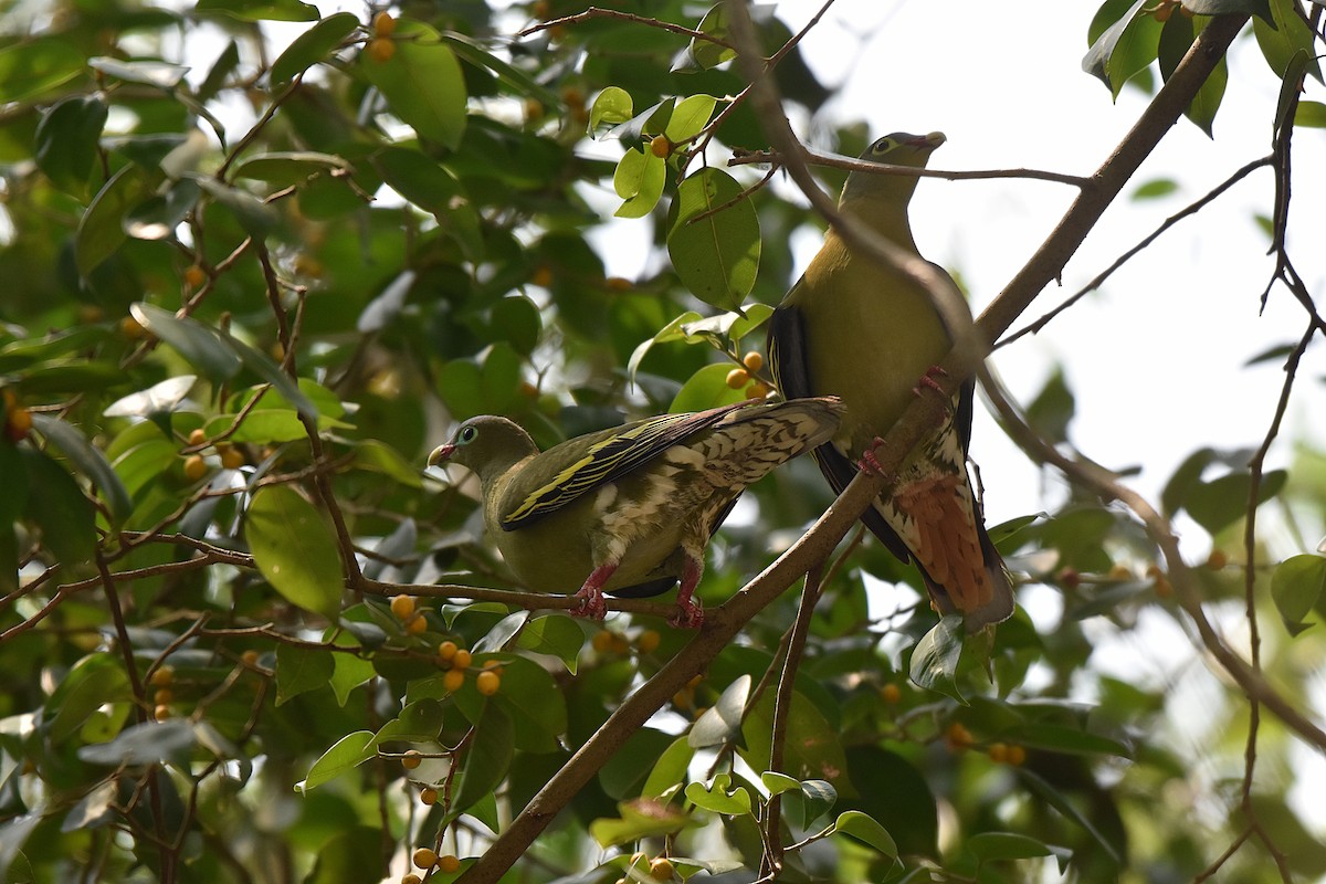 Thick-billed Green-Pigeon - ML618793459