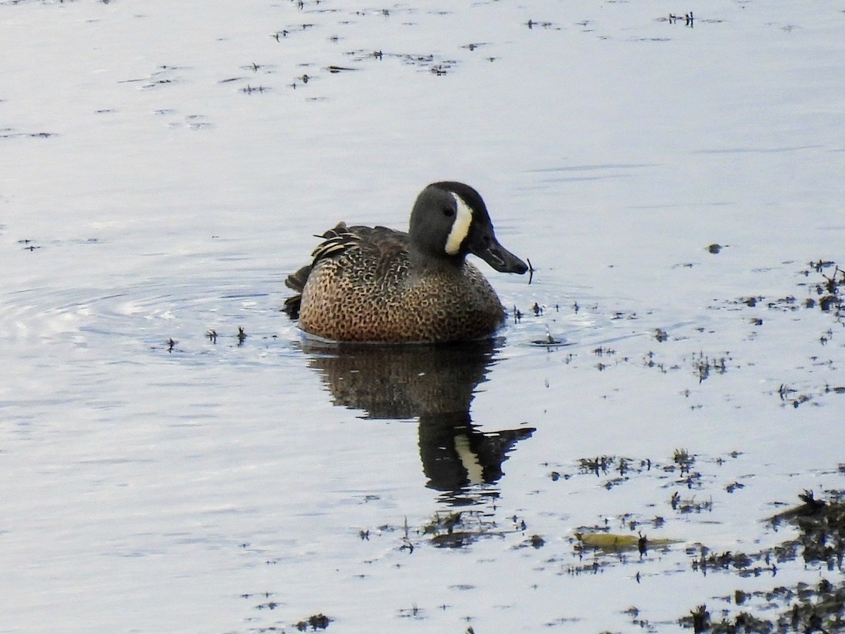 Blue-winged Teal - ML618793473