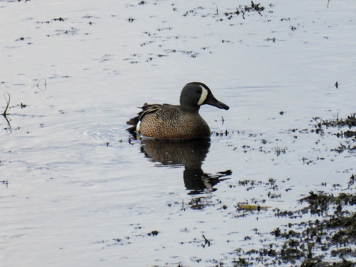 Blue-winged Teal - ML618793474