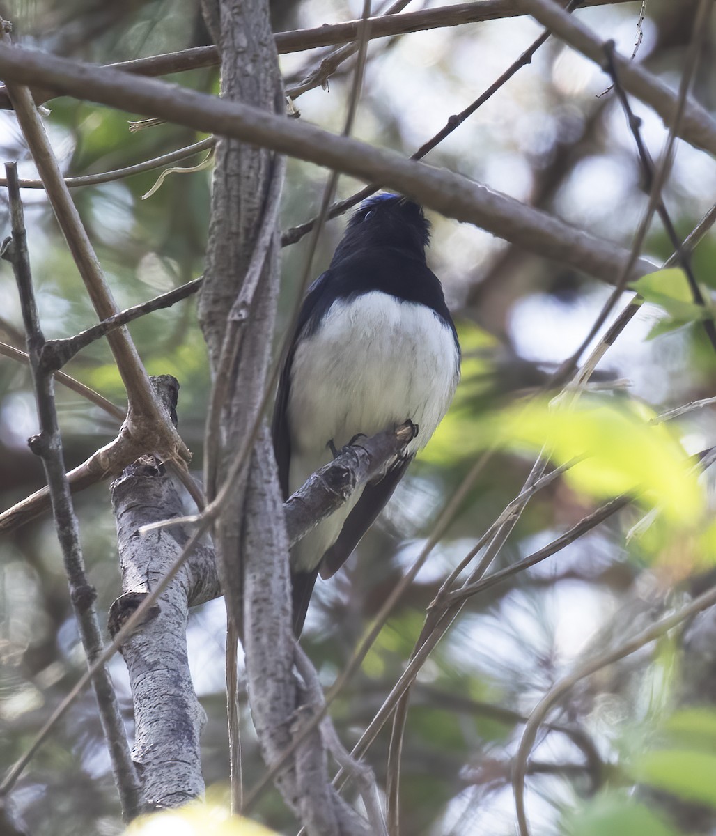 Blue-and-white Flycatcher - ML618793488