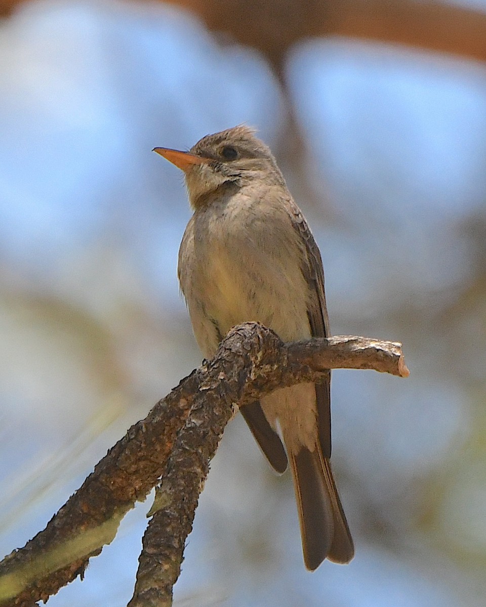 Greater Pewee - Ted Wolff