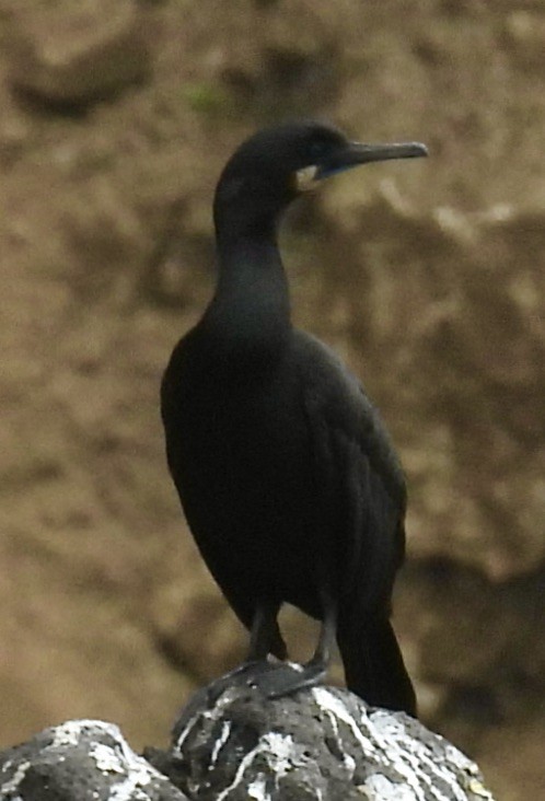 Pelagic Cormorant - ML618793504