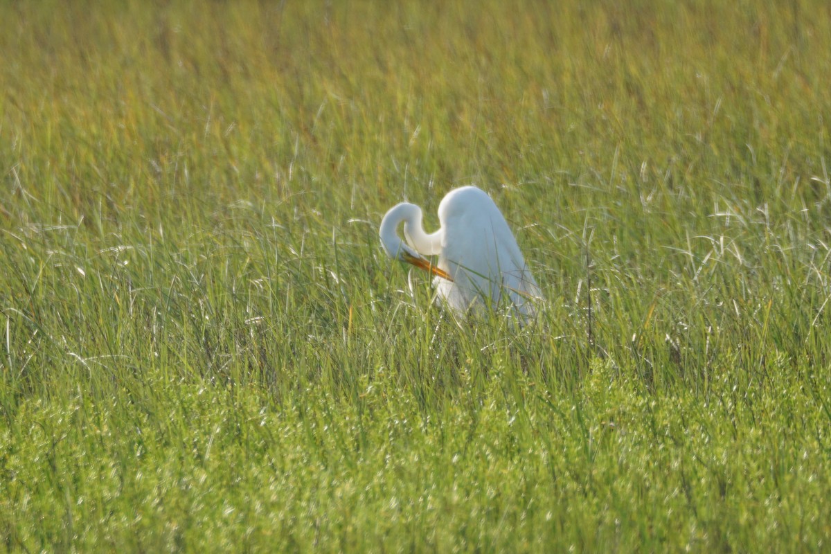 Great Egret - Chase Wilson