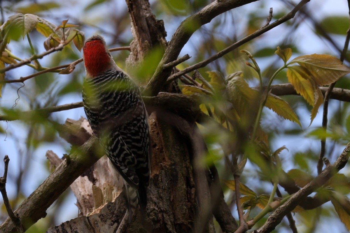 Red-bellied Woodpecker - Glenda Jones