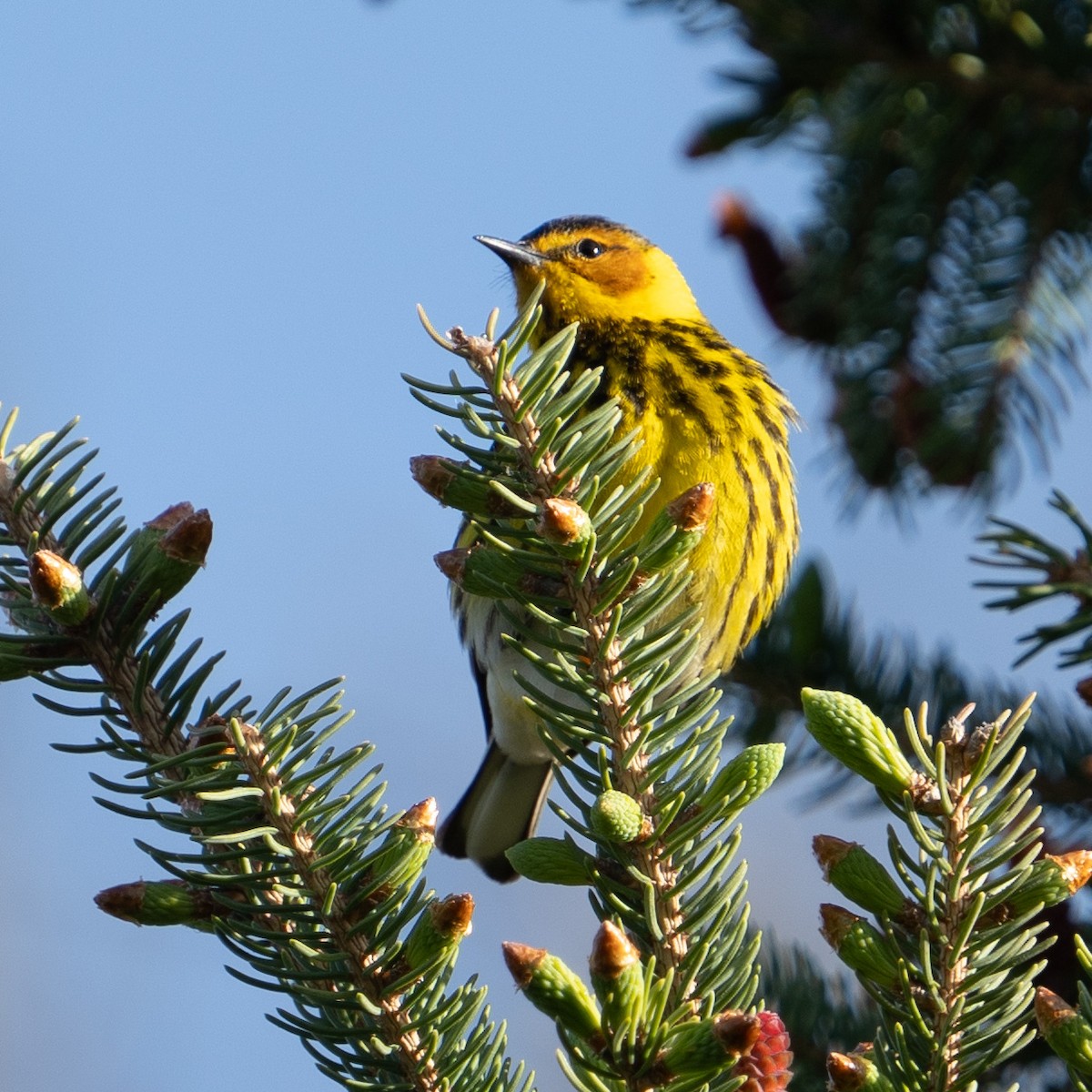 Cape May Warbler - ML618793527