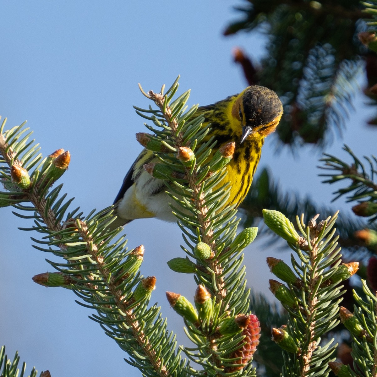 Cape May Warbler - ML618793528