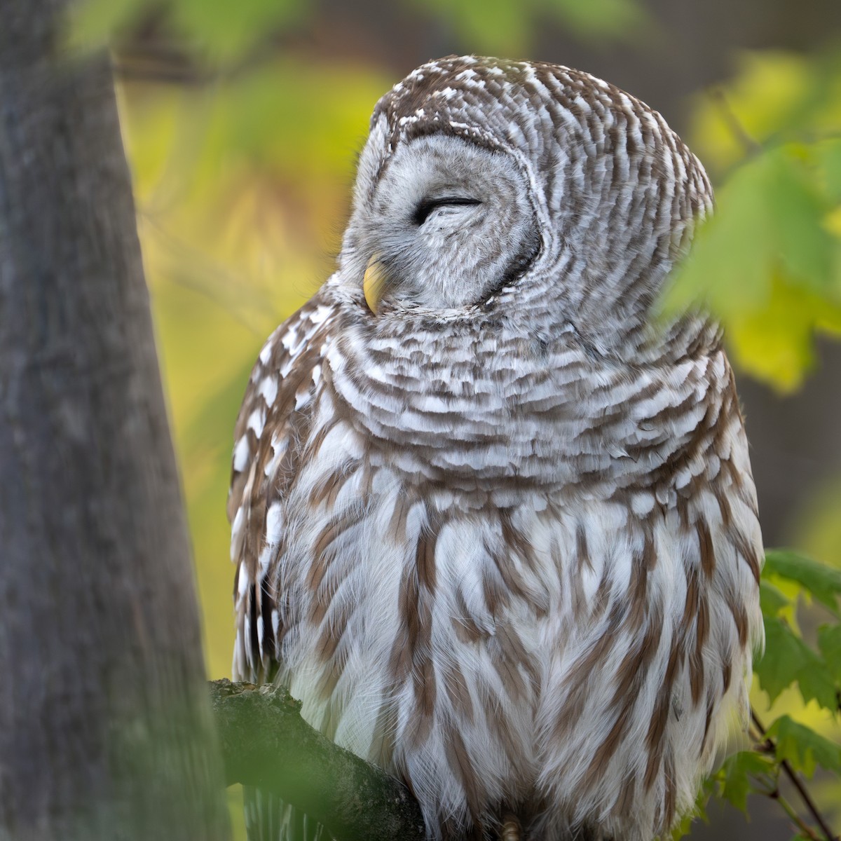 Barred Owl - Bernard Rodrigue
