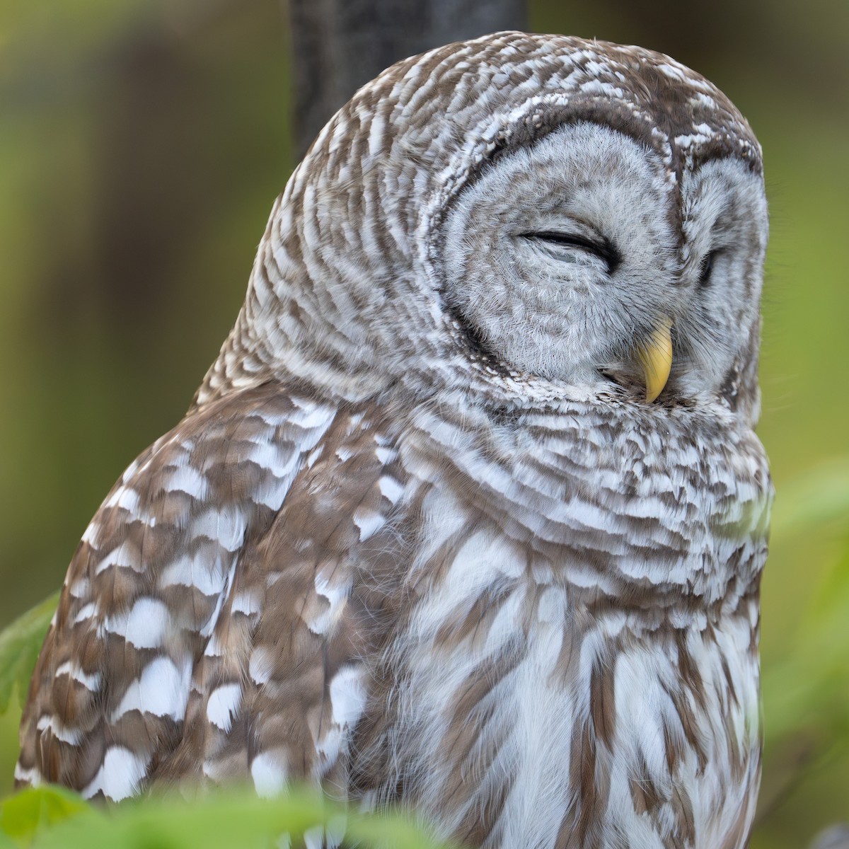 Barred Owl - Bernard Rodrigue