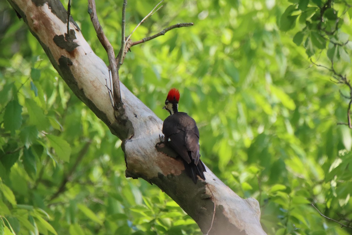 Pileated Woodpecker - ML618793584