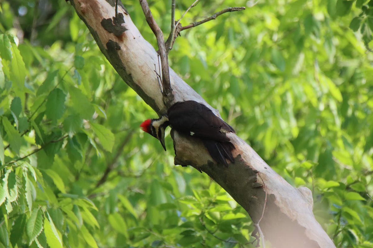Pileated Woodpecker - Vicky Atkinson