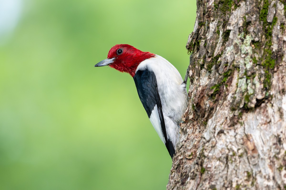 Red-headed Woodpecker - ML618793589