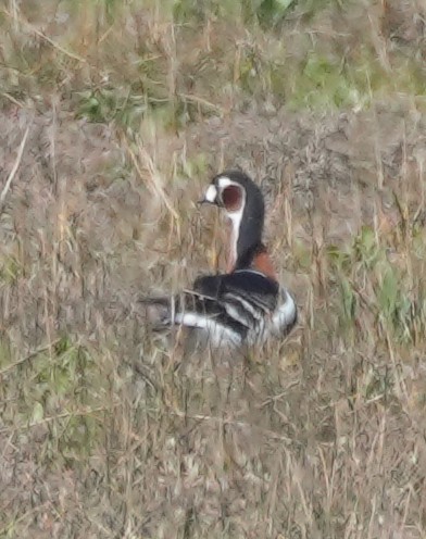 Red-breasted Goose - ML618793652