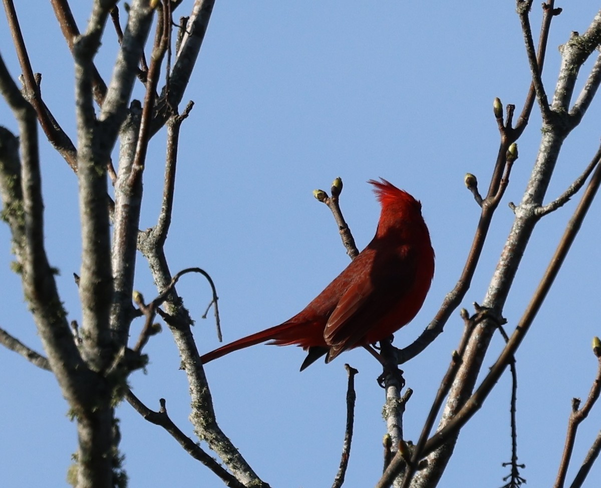 Northern Cardinal - burton balkind