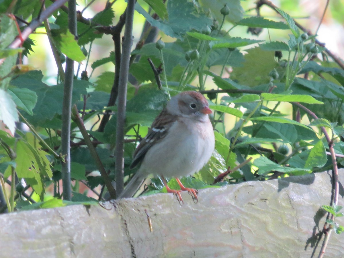 Field Sparrow - ML618793663