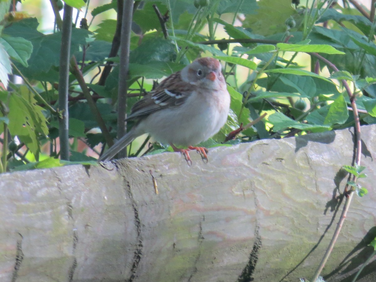 Field Sparrow - ML618793666