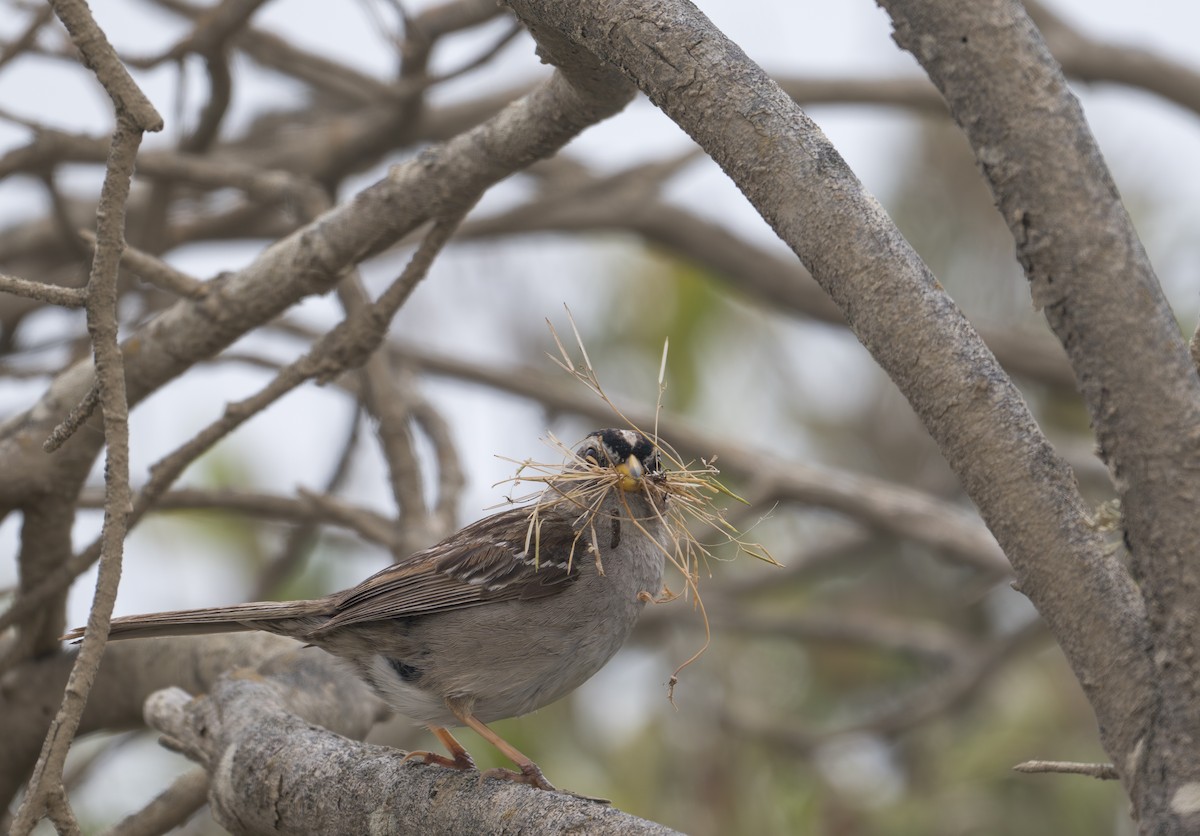 White-crowned Sparrow (nuttalli) - ML618793689