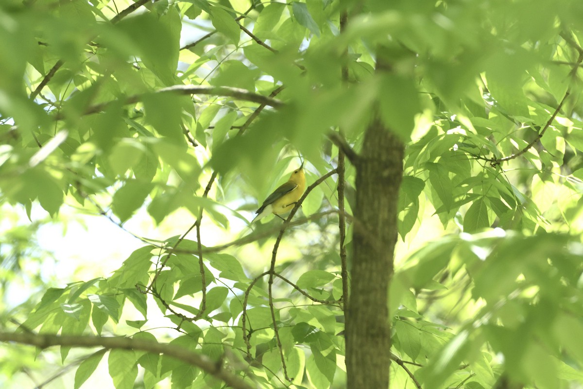 Prothonotary Warbler - Pat McGrane