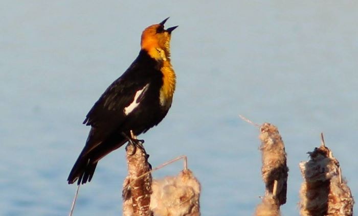 Yellow-headed Blackbird - Cliff Long