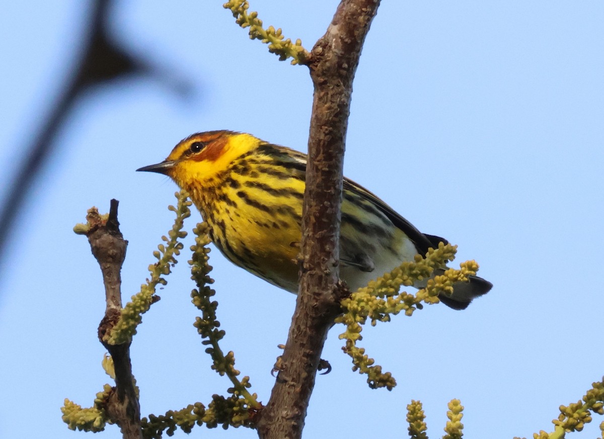Cape May Warbler - Mark  Brown