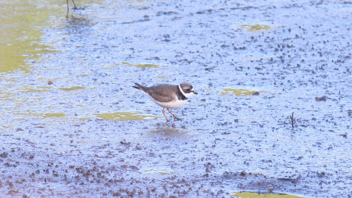 Semipalmated Plover - ML618793743
