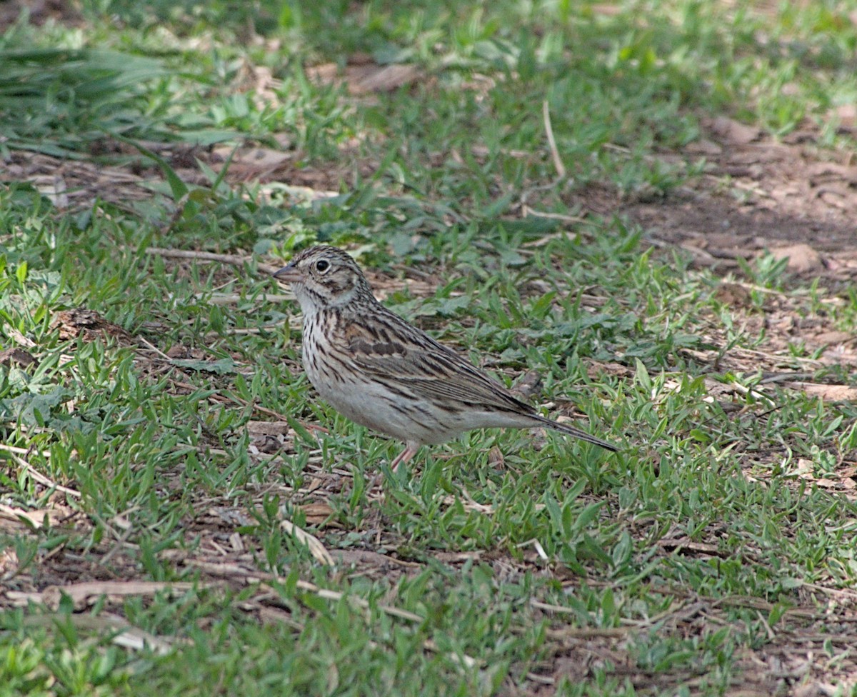 Vesper Sparrow - willem van vliet-