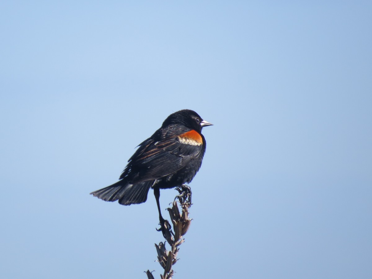 Red-winged Blackbird - Ethan Maynard