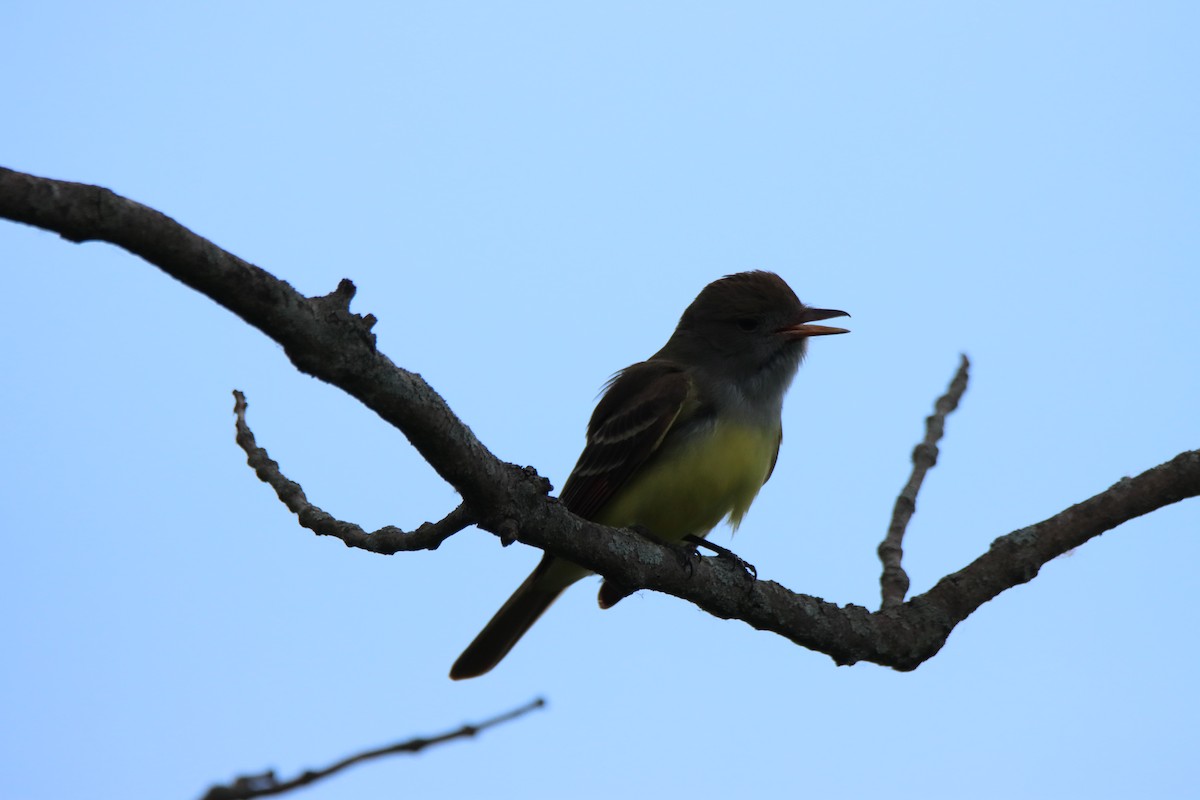 Great Crested Flycatcher - ML618793824