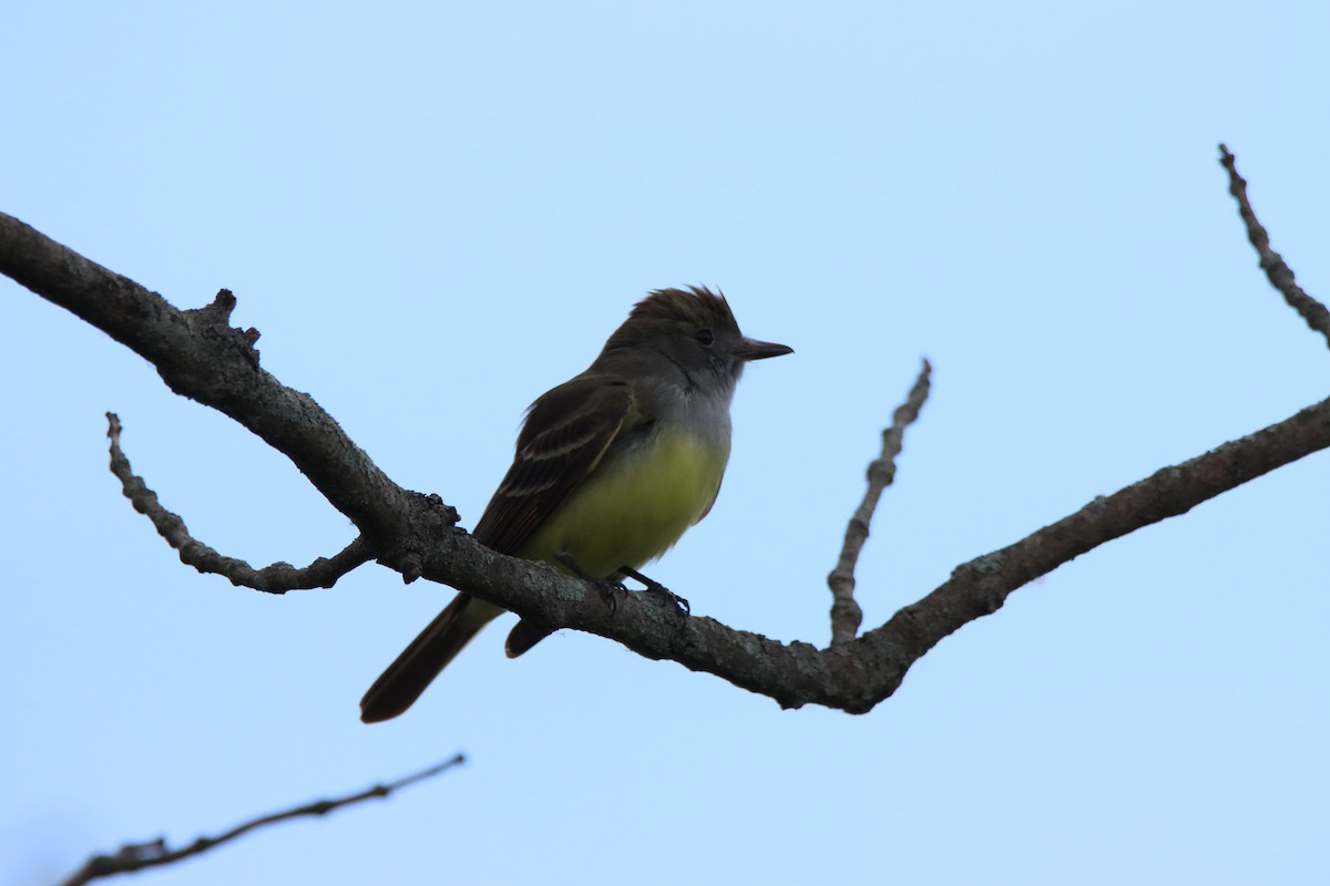 Great Crested Flycatcher - ML618793825