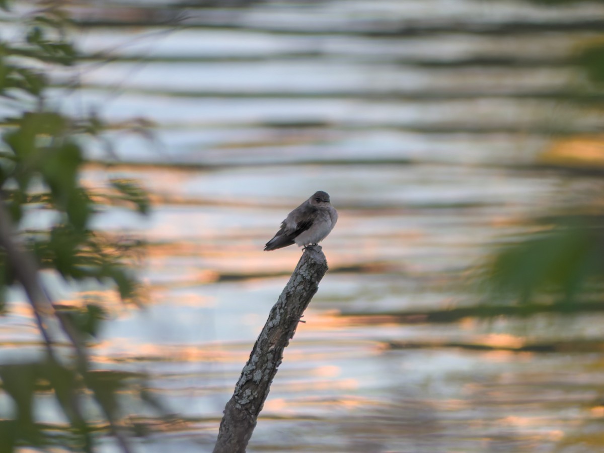 Northern Rough-winged Swallow - michael sandman