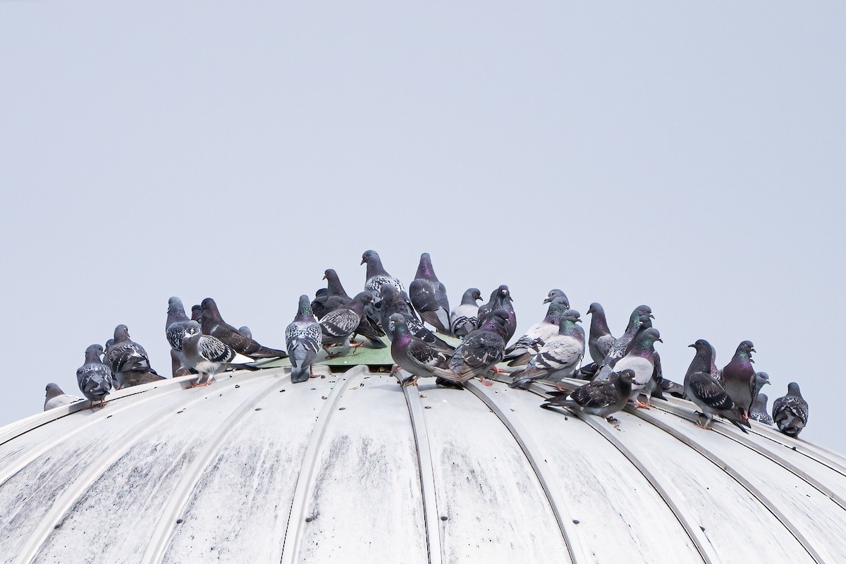 Rock Pigeon (Feral Pigeon) - Shori Velles