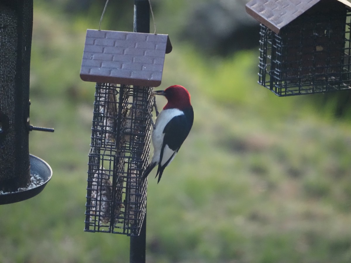 Red-headed Woodpecker - Kevin Wistrom