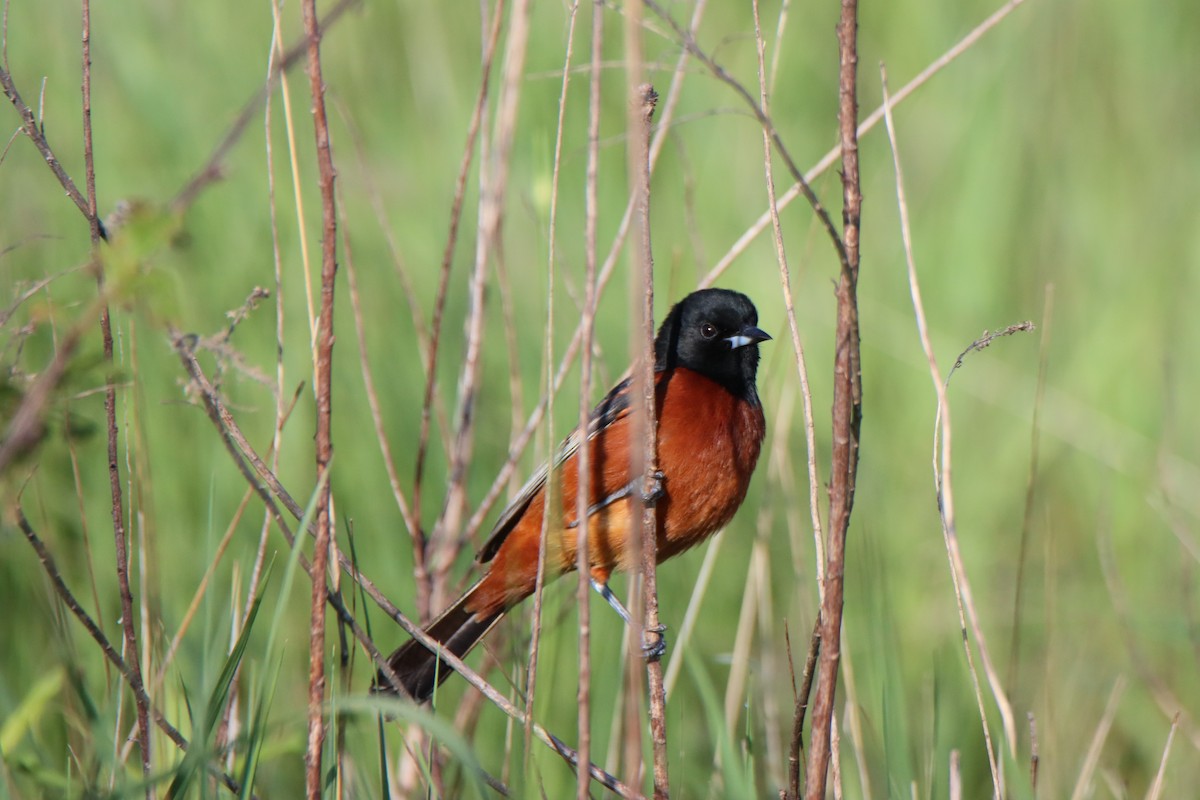 Orchard Oriole - ML618793967