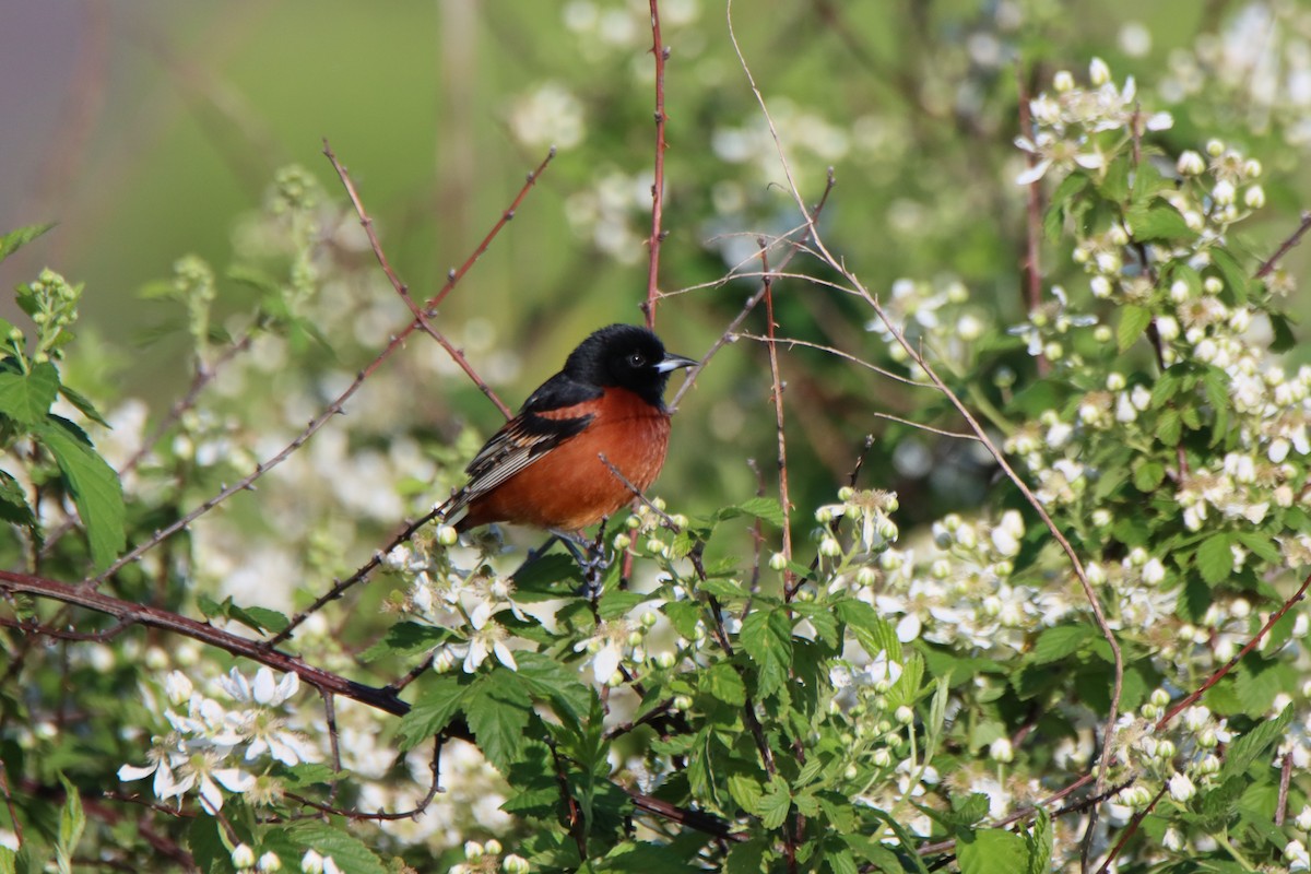 Orchard Oriole - ML618793968