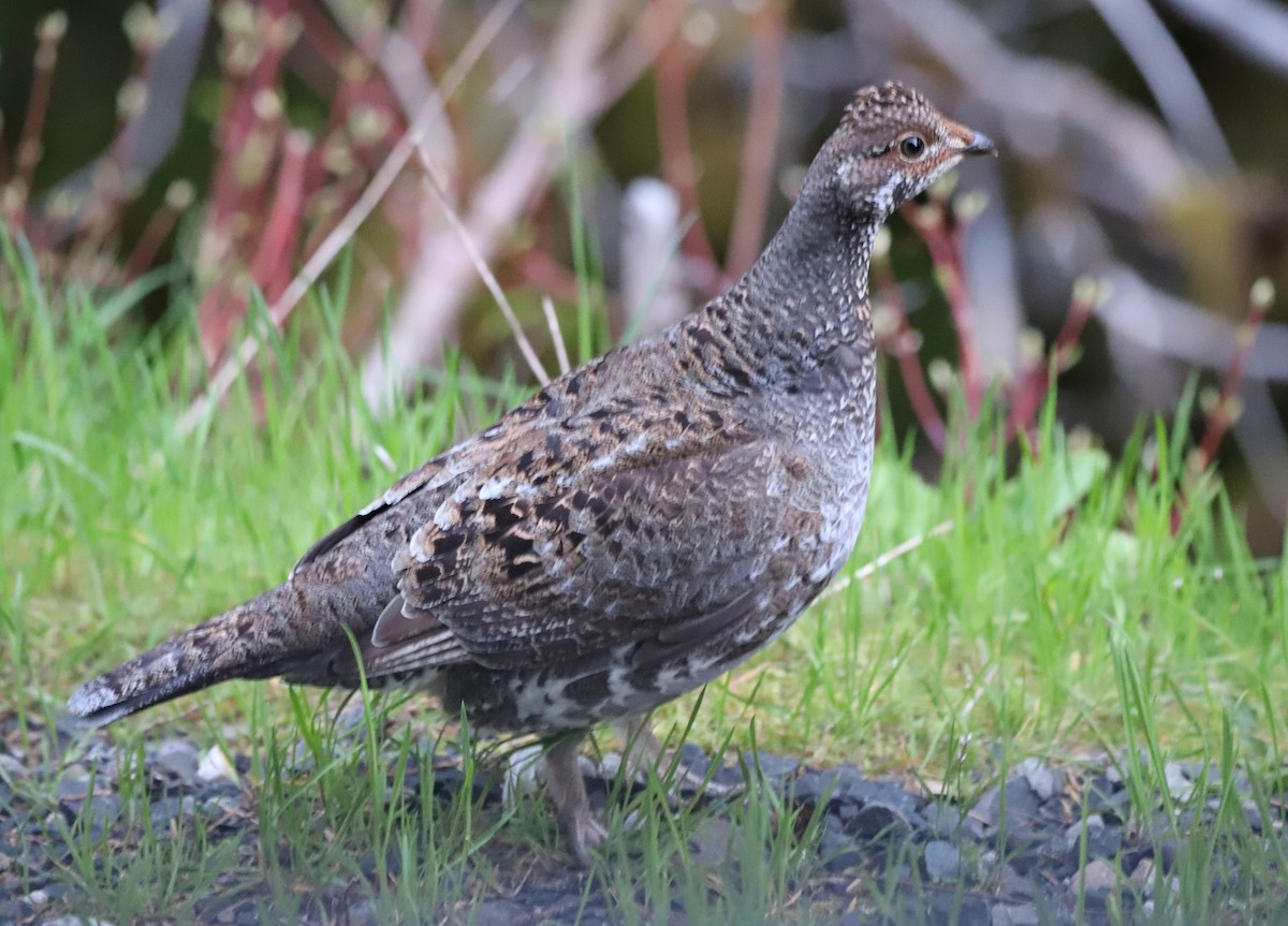Sooty Grouse - Andrew S. Aldrich