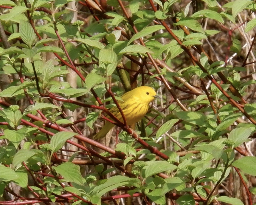 Yellow Warbler - ML618794131