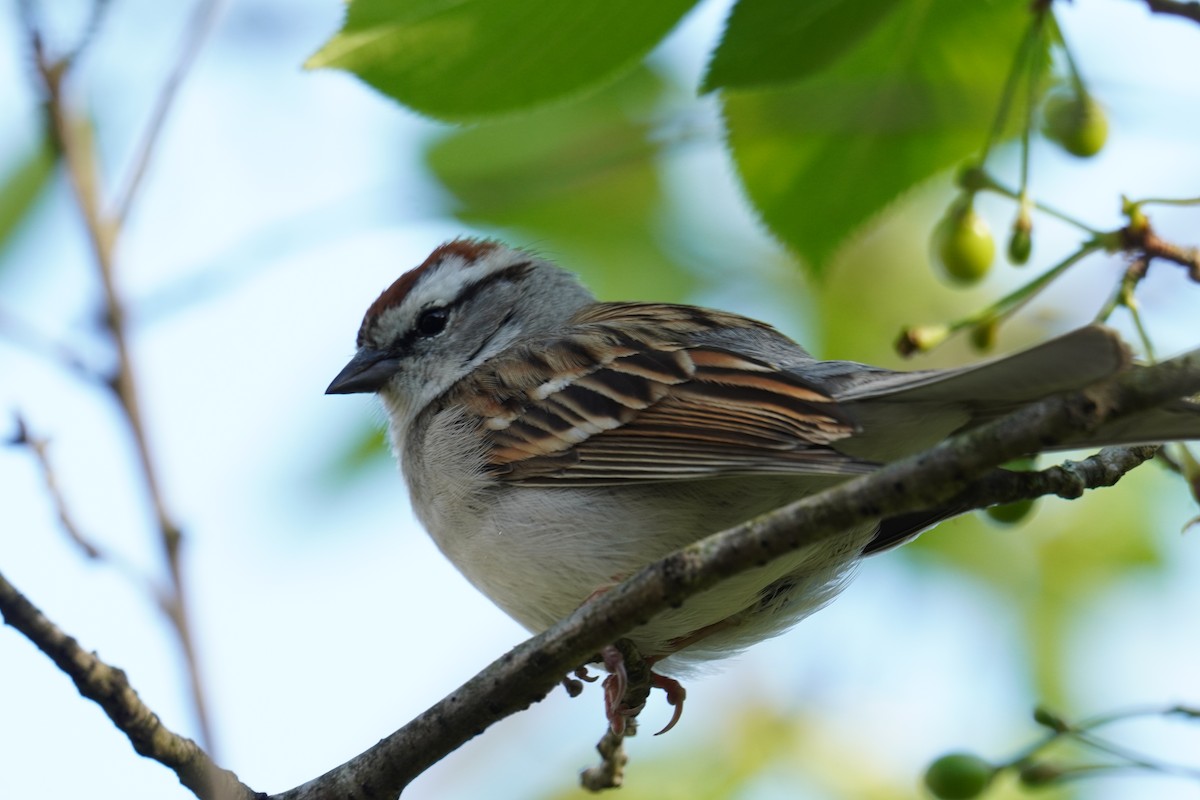 Chipping Sparrow - Ethan K