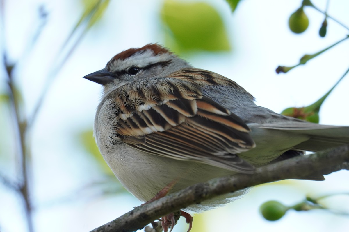 Chipping Sparrow - ML618794149