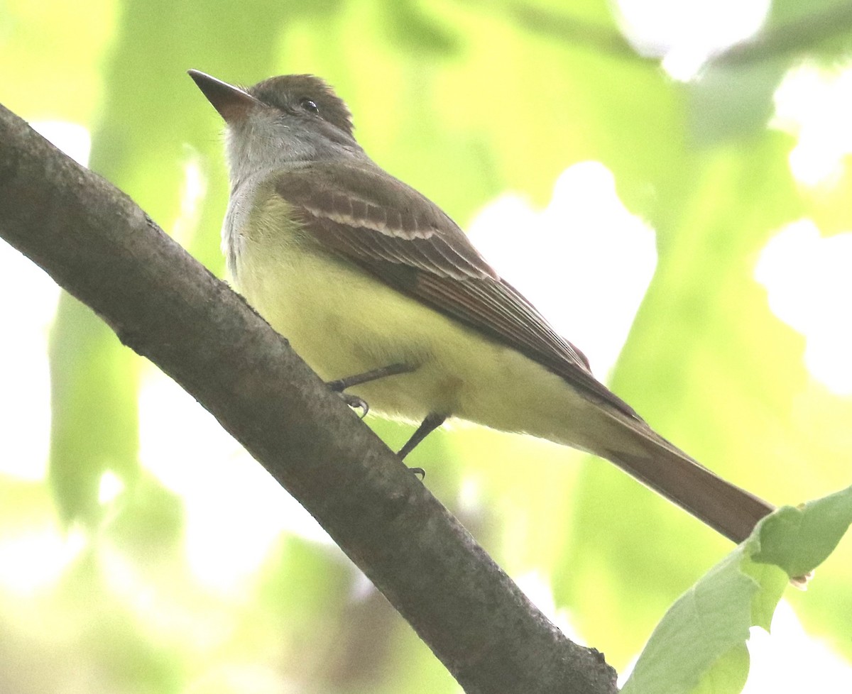 Great Crested Flycatcher - ML618794150