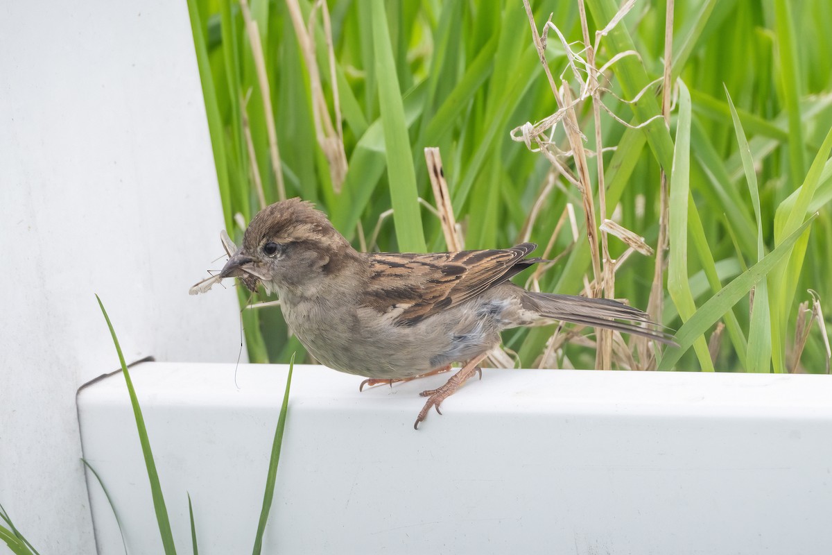 House Sparrow - Shori Velles