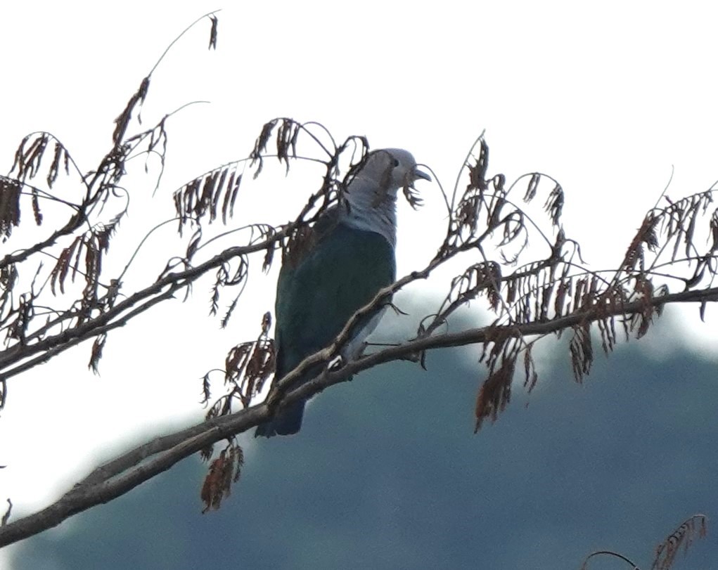 Green Imperial-Pigeon - ML618794162