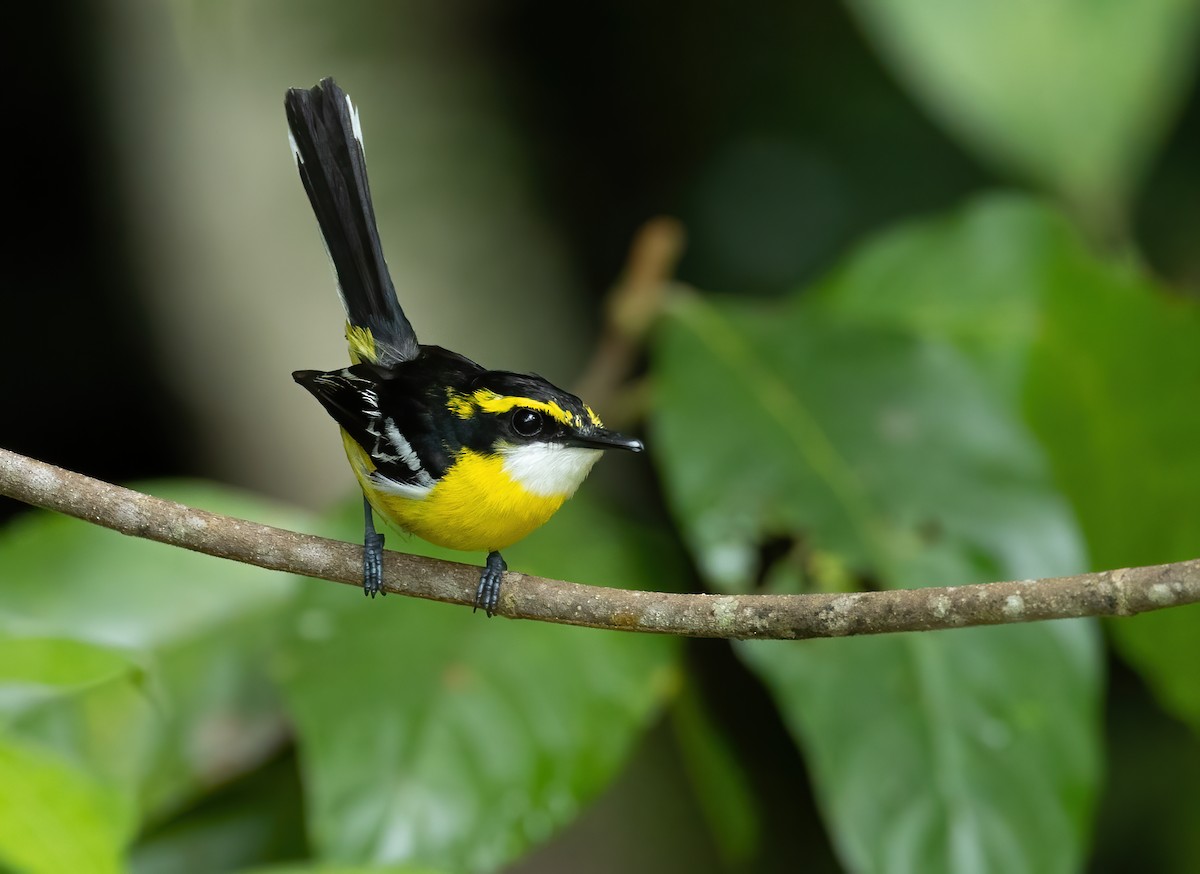 Yellow-breasted Boatbill - ML618794170