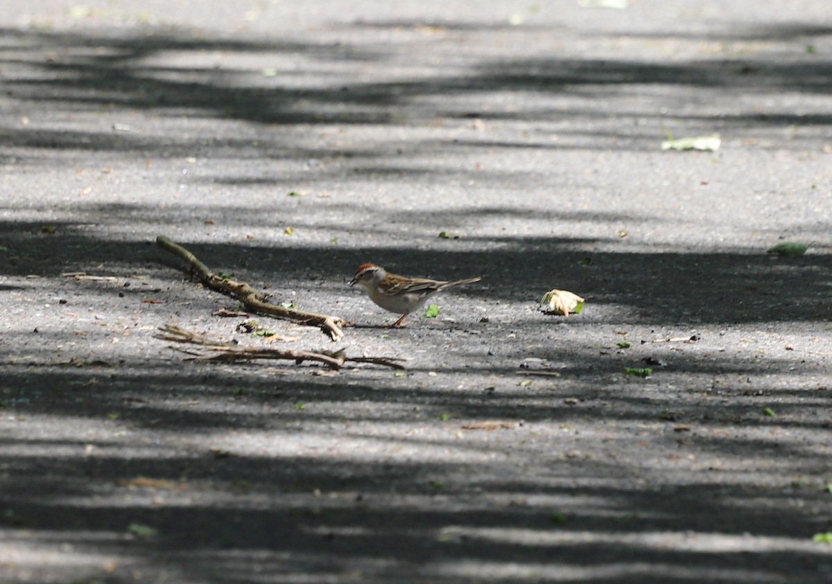 Chipping Sparrow - ML618794173