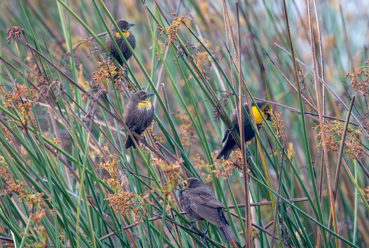 Yellow-headed Blackbird - Herb Elliott