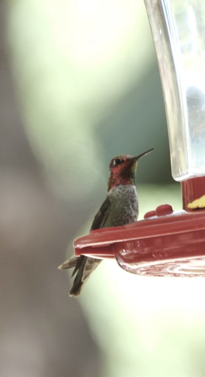 Anna's Hummingbird - Frances Clapp