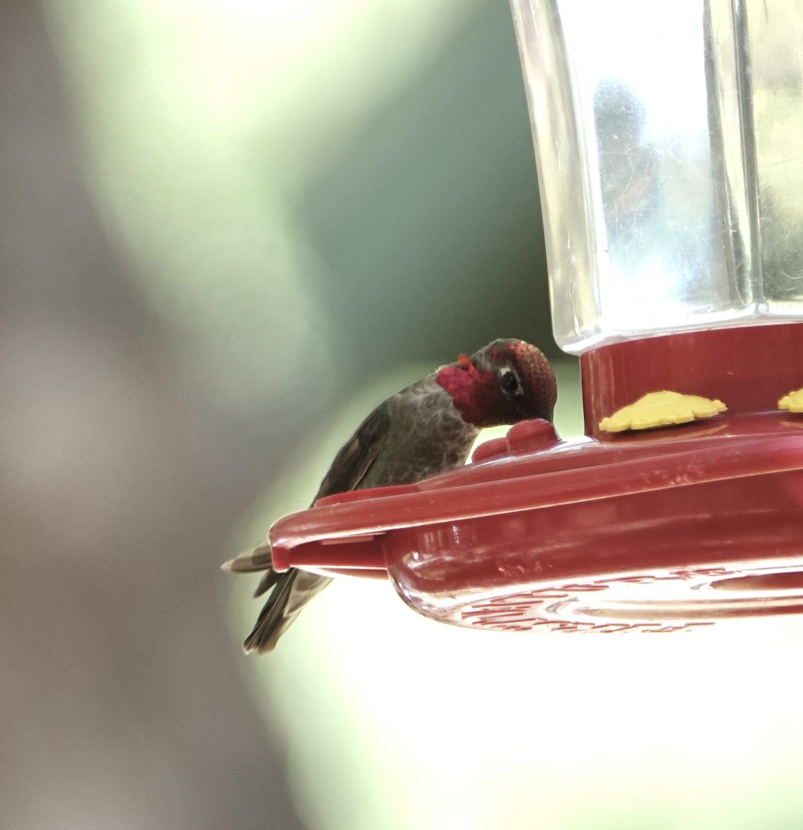 Anna's Hummingbird - ML618794237